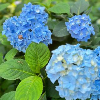 ひばの里エリアでは、 紫陽花が綺麗に咲いています。 梅雨も明け☔️暑い日が続いていますが☀️ 紫陽花を見て少しでも凛とした涼しさを感じて頂ければ嬉しいです☺️ 様々な色の紫陽花は自然豊かな里山の風景に映えます。 是非、ひばの里でお気に入りの場所を見つけて写真を撮ってみてくださいね🤳🏻✨ #国営備北丘陵公園#備北丘陵公園#ひばの里#里山#古民家#紫陽花#アジサイ#あじさい#梅雨明け#撮影スポット