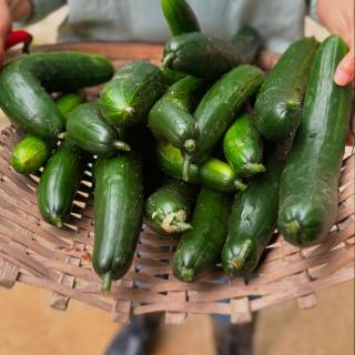 今日から7月🎋 暑い日が続いています🥵☀️ 下の農家で収穫した野菜を、上の農家で漬物にし、 さとやま屋敷でおもてなしで召し上がって頂けます。 今の時期はきゅうり🥒 毎日沢山、収穫できています。 今は、塩漬けにする所まで... また漬物になるまでの過程もお見せしますね。 #ひばの里#国営備北丘陵公園#備北丘陵公園#おもてなし#きゅうり#収穫#漬物