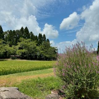 こんにちは😃 昨日の夕方は豪雨☂️と雷⚡️が凄かったですが 今日は一転、晴れ模様となりました。 ひばの里、平日のお仕事の写真。 週末に向けて体験準備や、環境整備、建物管理など... 雨の後で蒸し暑いので体調に留意して、お楽しみ下さい😌 Due to yesterday's heavy rain, it's hot and humid today, so please pay attention to your health and enjoy walking around the park.🚶‍♀️🚶🎶🌻🌻 #ひばの里#国営備北丘陵公園#備北丘陵公園 #日本の夏#蚊帳#備北夏まつり#ぼくのなつやすみ#苔テラリウム草刈り#野菜収穫#はぶ草茶#庭園#田舎#里帰り#夏休み#蕎麦打ち#手打ちそば#soba#summertime #summervibes #japón #Switzerland #japan #japan_vacations #japanlife #instagramjapan #instajapan #japantrip #ilovejapan