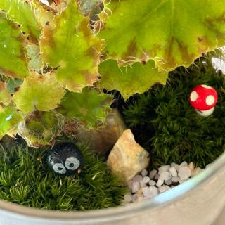 🌱🌱苔テラリウムづくり体験🌱🌱 人気講師の安西さんによる体験です✨ 苔や植物、好きなパーツ🦕🦖🐬🐠🐇🐈🐕を 使って自分で選んだ瓶の中に オリジナル風景をつくる体験です💚 作るポイントや、見せ方、管理など講師が詳しく丁寧に教えてくれるので初心者🔰の方も安心して体験できますよ☺️ C'est une expérience de création de paysages originaux dans une bouteille de votre choix en utilisant de la mousse, des plantes et vos parties préférées. Vous pouvez également enseigner soigneusement les points de le faire, alors essayez de le vivre avec confiance.😌🤲 #ひばの里#国営備北丘陵公園#備北丘陵公園 #日本の夏#蚊帳#備北夏まつり#ぼくのなつやすみ#苔テラリウム草刈り#野菜収穫#はぶ草茶#庭園#田舎#里帰り#夏休み#蕎麦打ち#手打ちそば#soba#summertime #summervibes #japón #Switzerland #japan #japan_vacations #japanlife #instagramjapan #instajapan #japantrip #ilovejapan