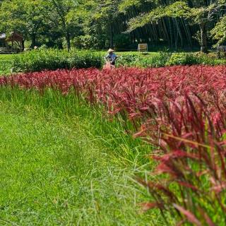 こんにちは😊 9月に入ってもまだまだ暑い🫠 ひばの里では、夏祭りの片付けや秋に向けての準備作業等を行なっています🧑‍🌾 古代米が色付いて、ひばの里らしい風景を見ていただけます😉 Hello. Even in September, the hot days are still going on. I'm cleaning up the summer festival and preparing for autumn. The ancient rice is colored red, and you can enjoy the old-fashioned scenery like Hiba no Sato.🧑‍🌾🌾 #ひばの里#国営備北丘陵公園#備北丘陵公園 #9月#九月#古代米#秋#田園風景#稲刈り#里山#里山風景#古民家#庄屋 #japon #Switzerland #japan #japan_vacations #japanlife #instagramjapan #instajapan #japantrip #ilovejapan