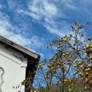 こんにちは。 ひばの里では、おもてなしに〝はぶ草茶〟を自由に飲んで頂けます🍵 昔ながらのやり方で、ほうろくで焙じ、その際には 茎と葉を別々に焙じます。 はぶ草を焙じている際は何とも言えないお茶の香りが漂ってきます😌 ひばの里へお越しの際は、是非、ご賞味ください☺️ Hello. At Hiba no Sato, you can freely drink 